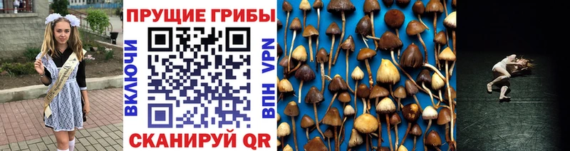 гидра ТОР  Дзержинск  Галлюциногенные грибы Cubensis 